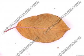 Photo Texture of Leaf 0073